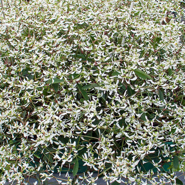 Euphorbia Loreen