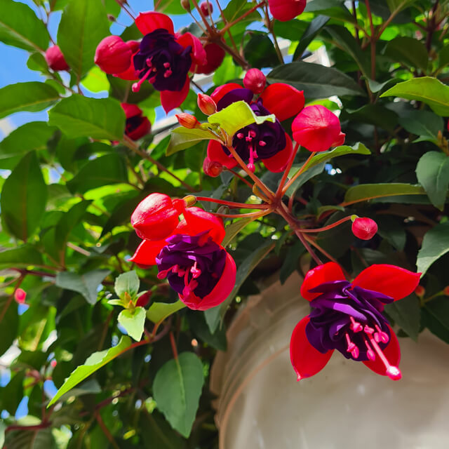 Fuchsie Ampel, rot-lila