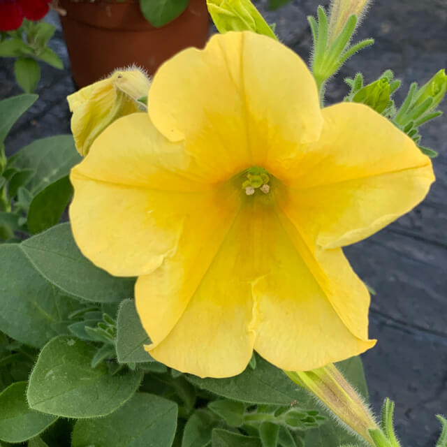 Hängepetunie (Petunia), gelb