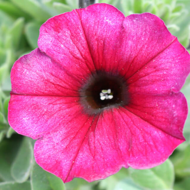 Hängepetunie (Petunia), pink