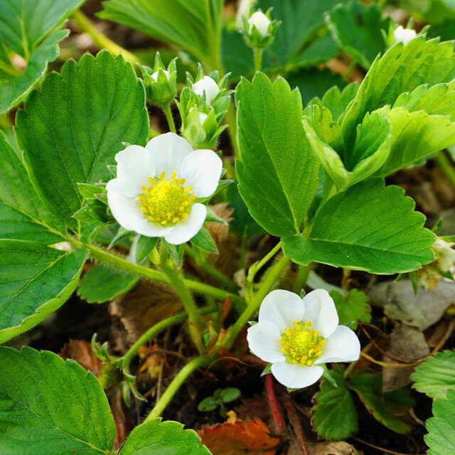 White strawberry flowers