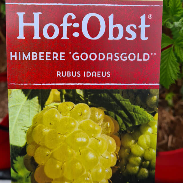 Hofobst Himbeere (Goodasgold)