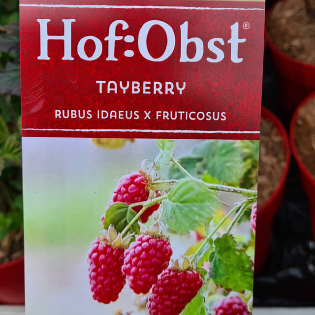 Hofobst Tayberry