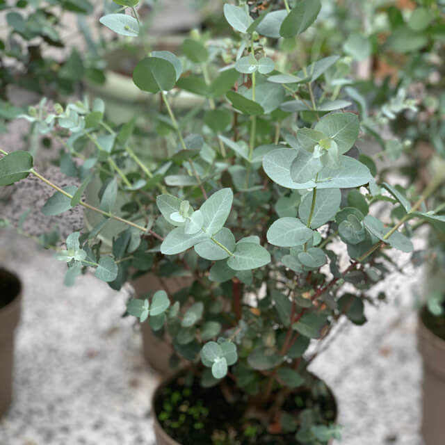 Eucalyptus (T15)