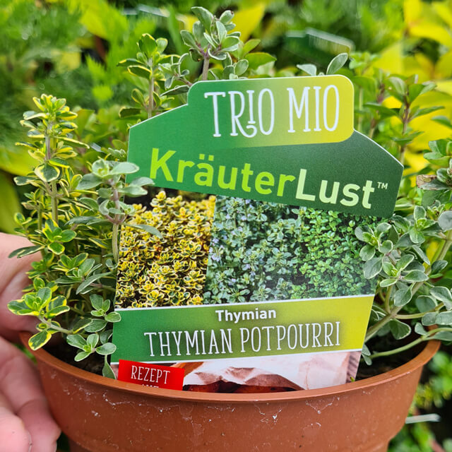 Trio Mio "Kräuter Lust", Thymian Potpourri