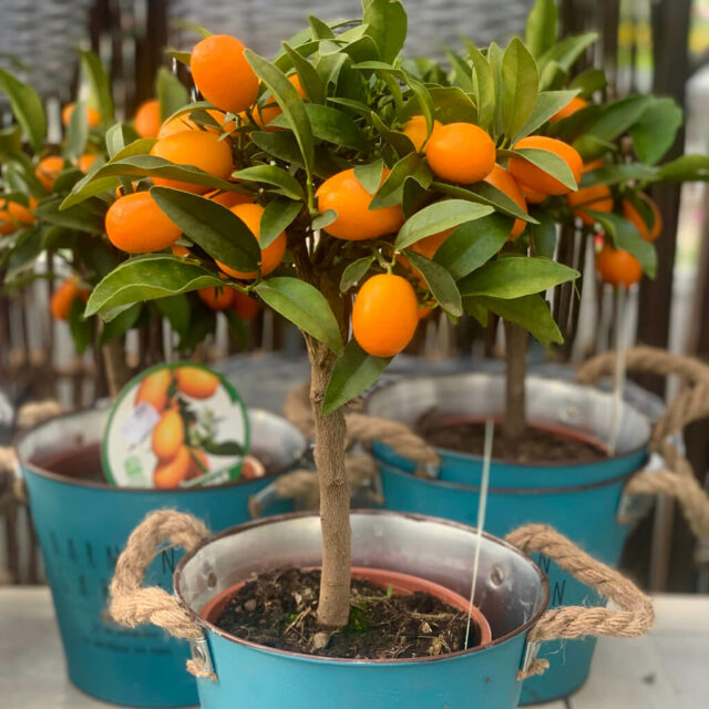 Kumquat Bäumchen
