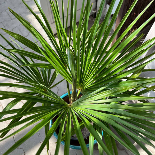 Palme (Trachycarpus Fortunei)